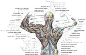 Упражнения для тренировки мышц спины