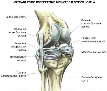 Ягодицы. Нестабильность коленного сустава.